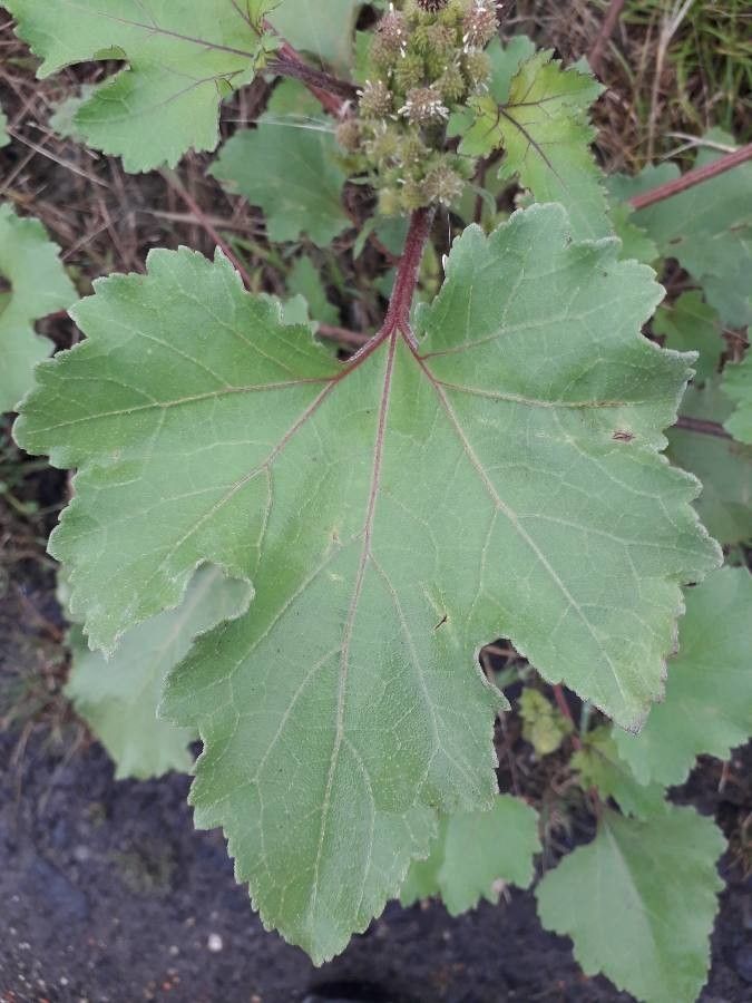 Xanthium albinum — related species from the same genus