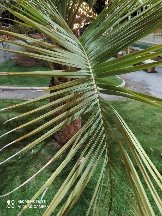 Butia capitata — related species from the same genus