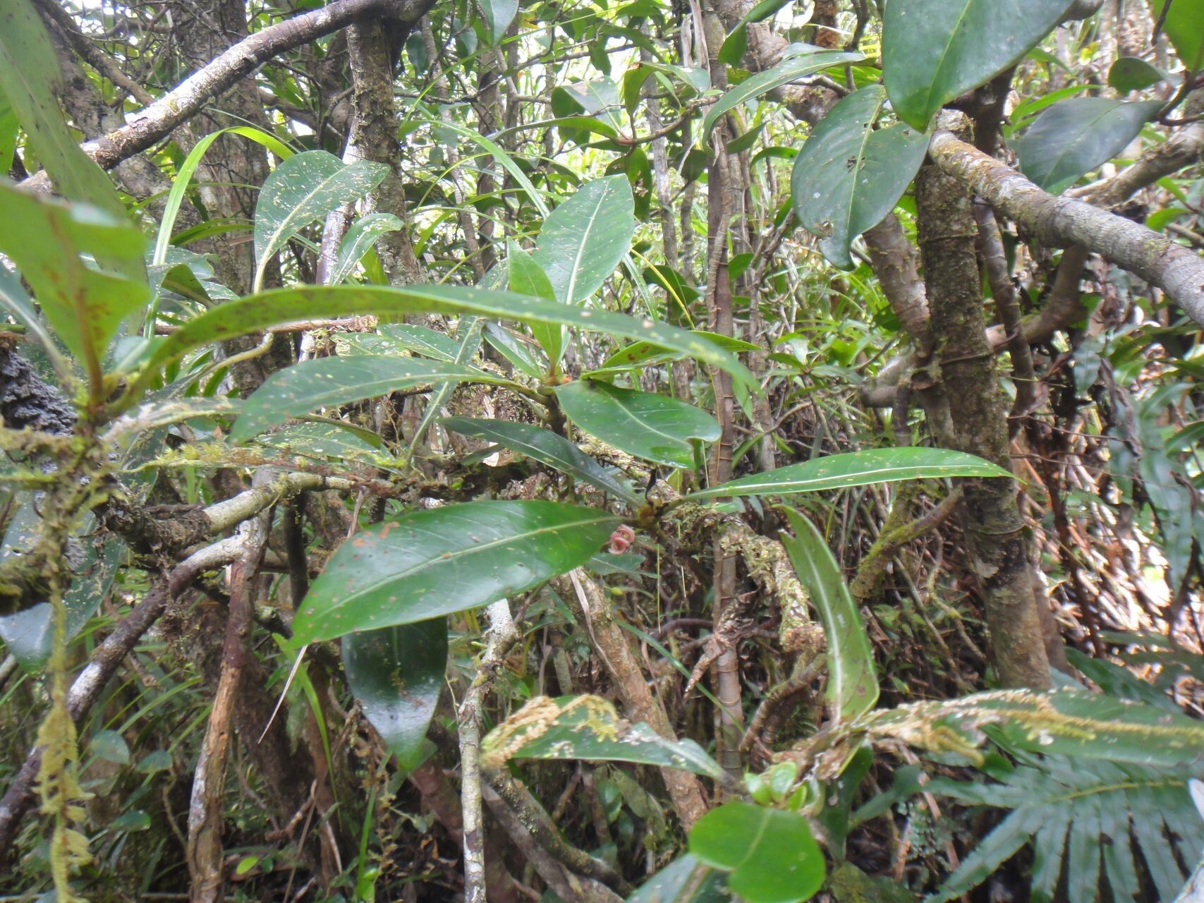 Psychotria roseotincta habit