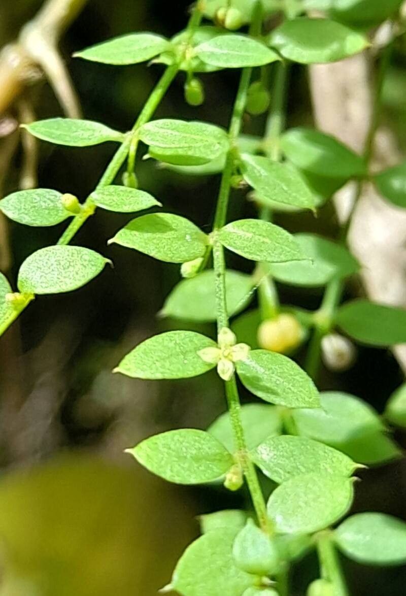 Galium lilloi — houseplant care guide