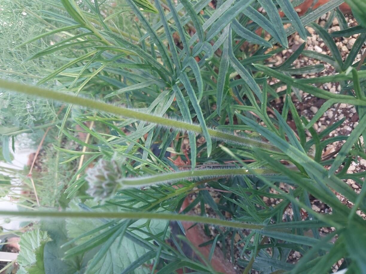 Pelargonium caffrum other