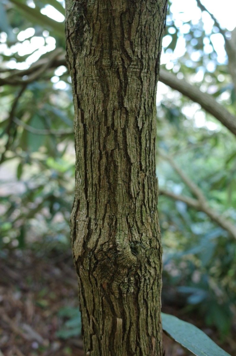 Rhododendron coriaceum bark
