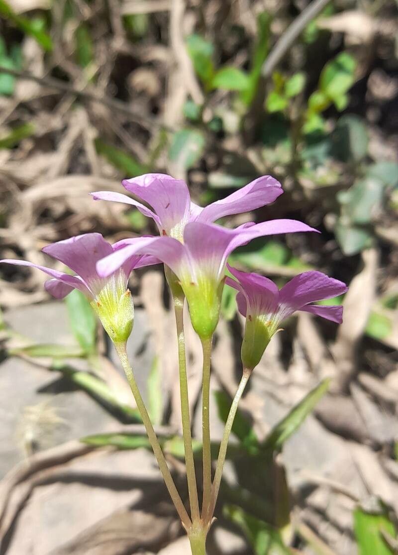 Oxalis argentina flower