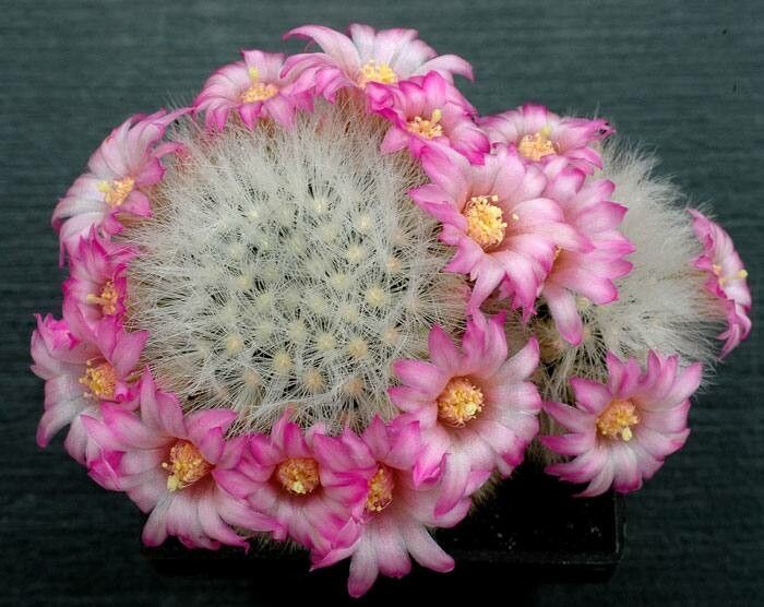 Mammillaria laui flower
