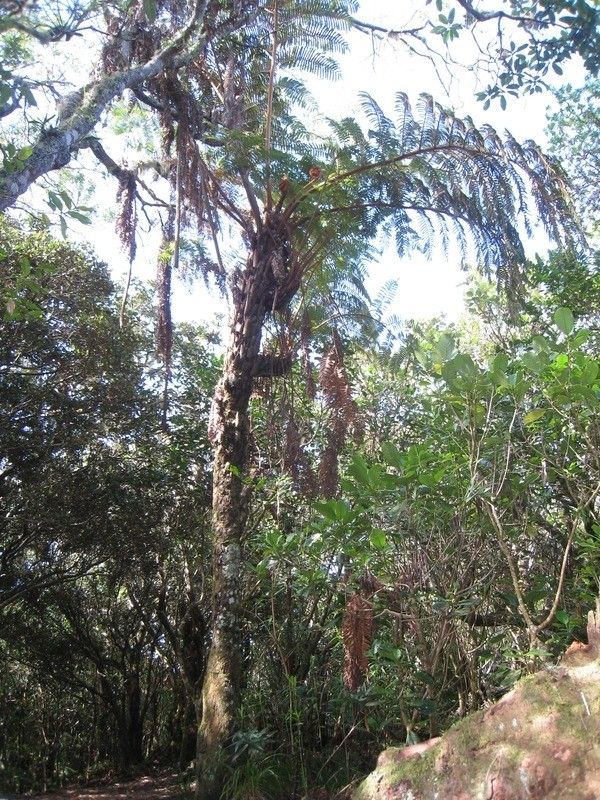 Cyathea glauca habit