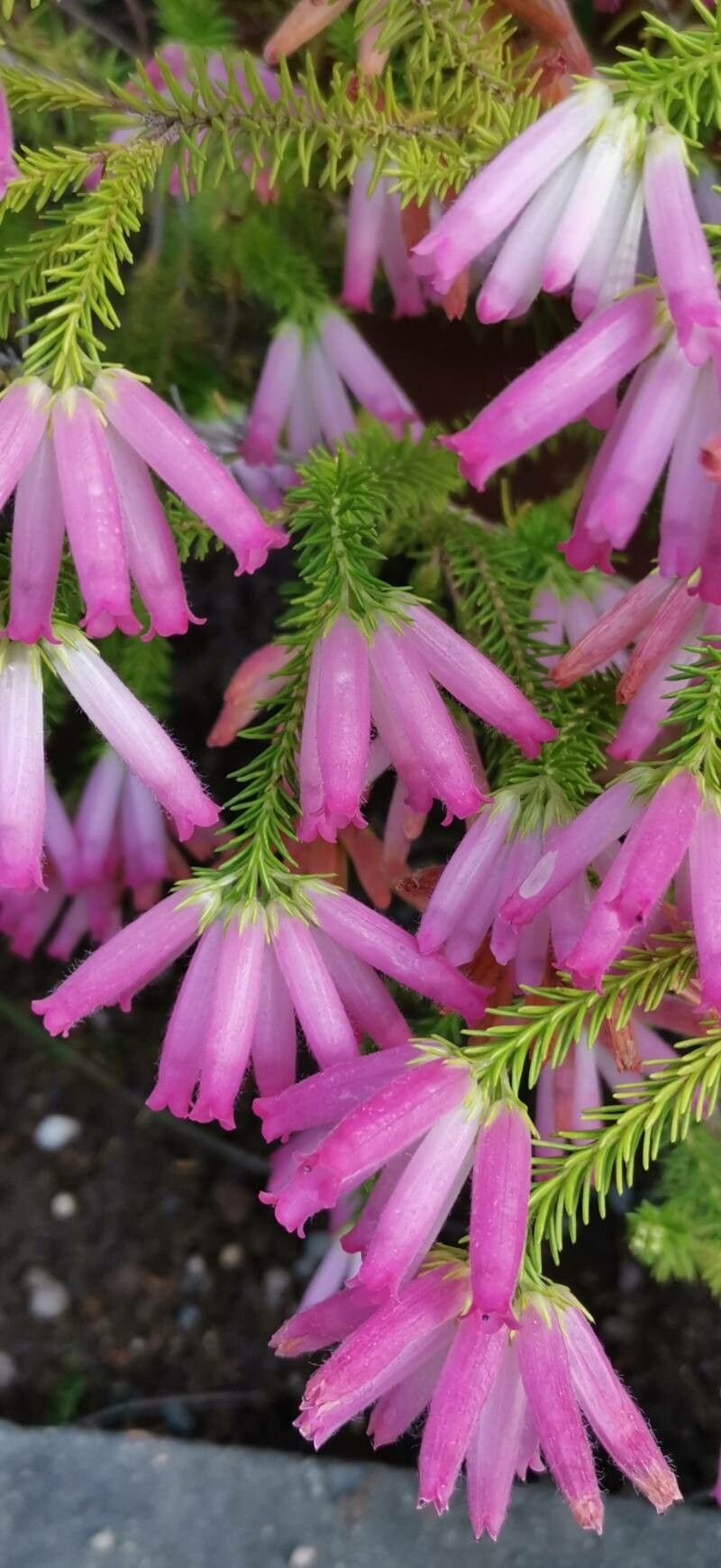 Erica doliiformis flower