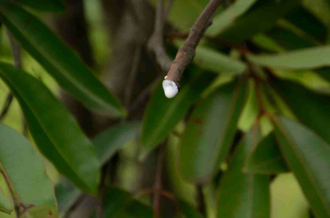 Hancornia speciosa other