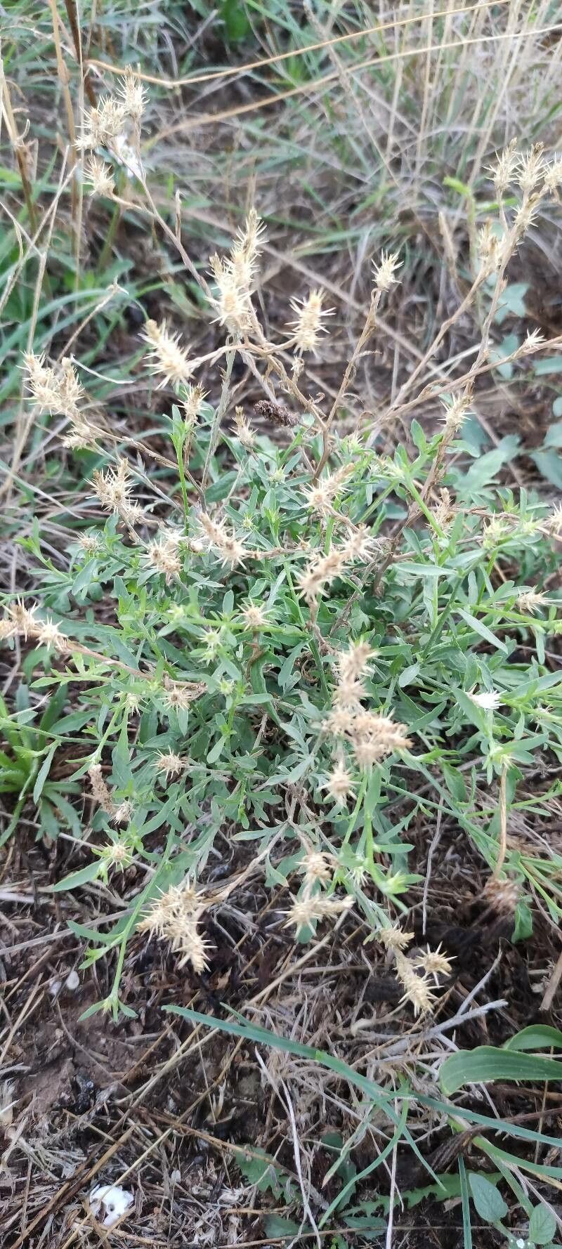 Centaurea diffusa leaf