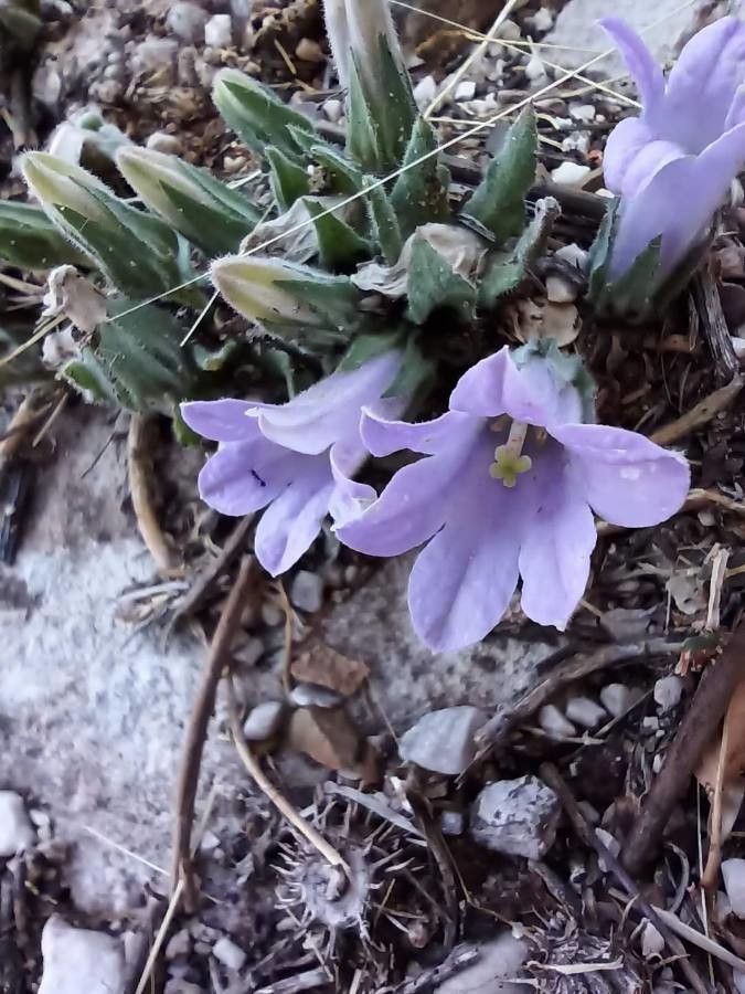 Campanula andrewsii other