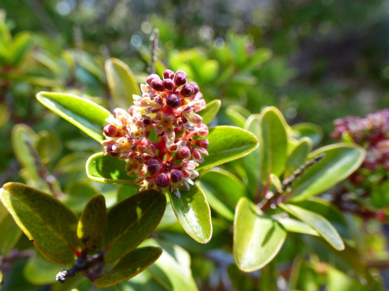 Embelia angustifolia flower