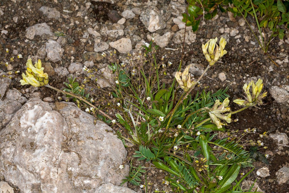 Oxytropis pilosa — houseplant care guide