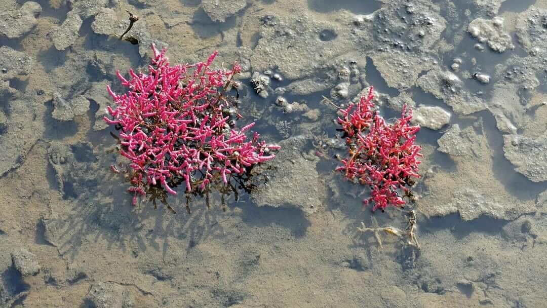 Salicornia rubra — search result for 'western US'