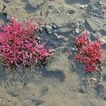 Salicornia rubra