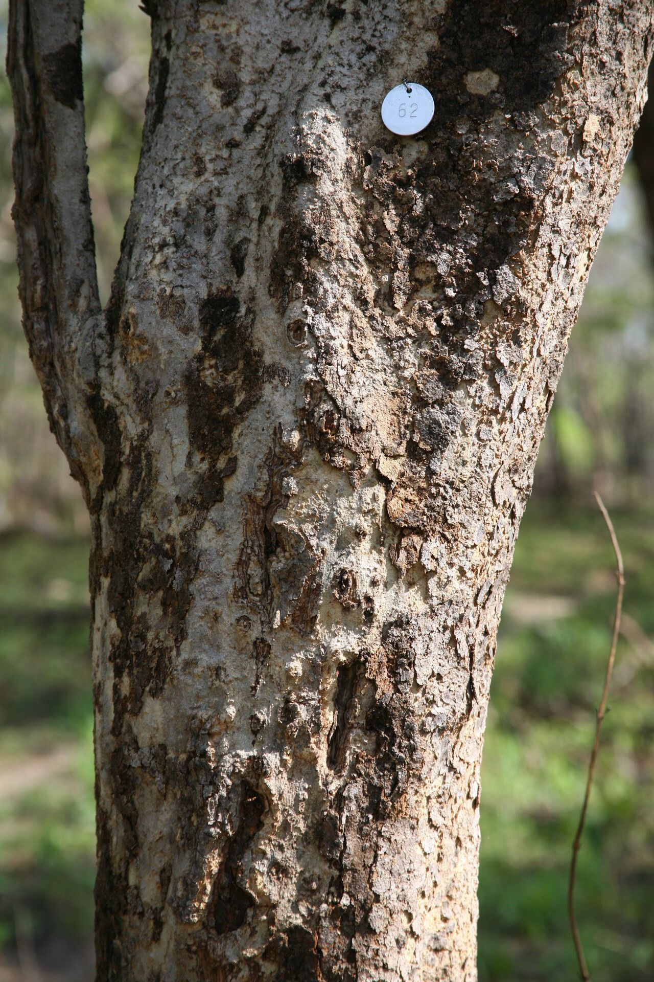 Strychnos innocua bark
