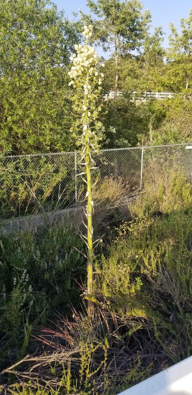 Yucca necopina flower