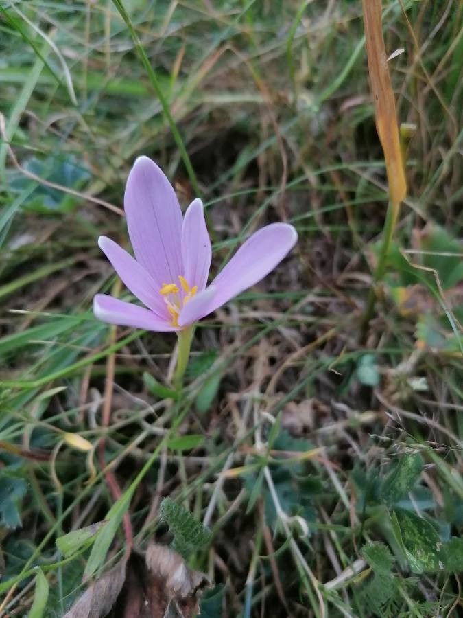 Colchicum alpinum flower