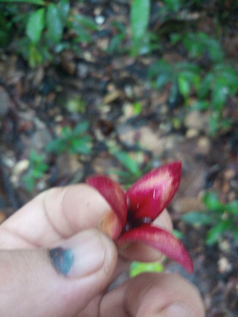 Annona haematantha flower