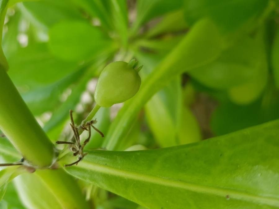 Scaevola plumieri fruit