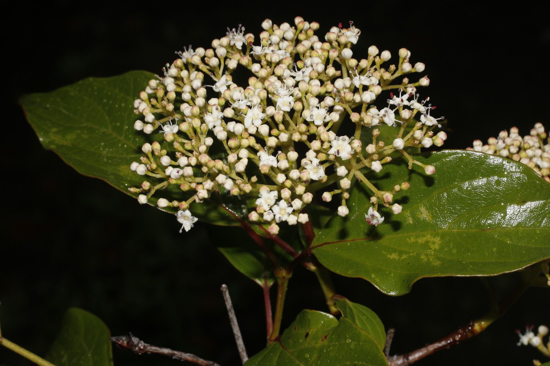 Viburnum venustum flower