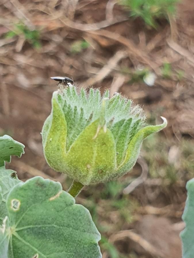 Abutilon grandiflorum fruit