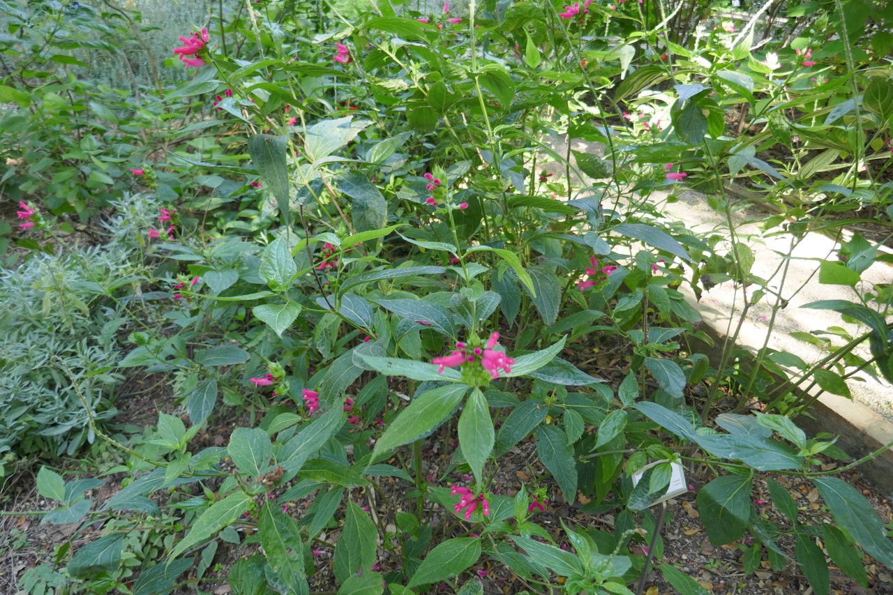 Salvia oxyphora habit