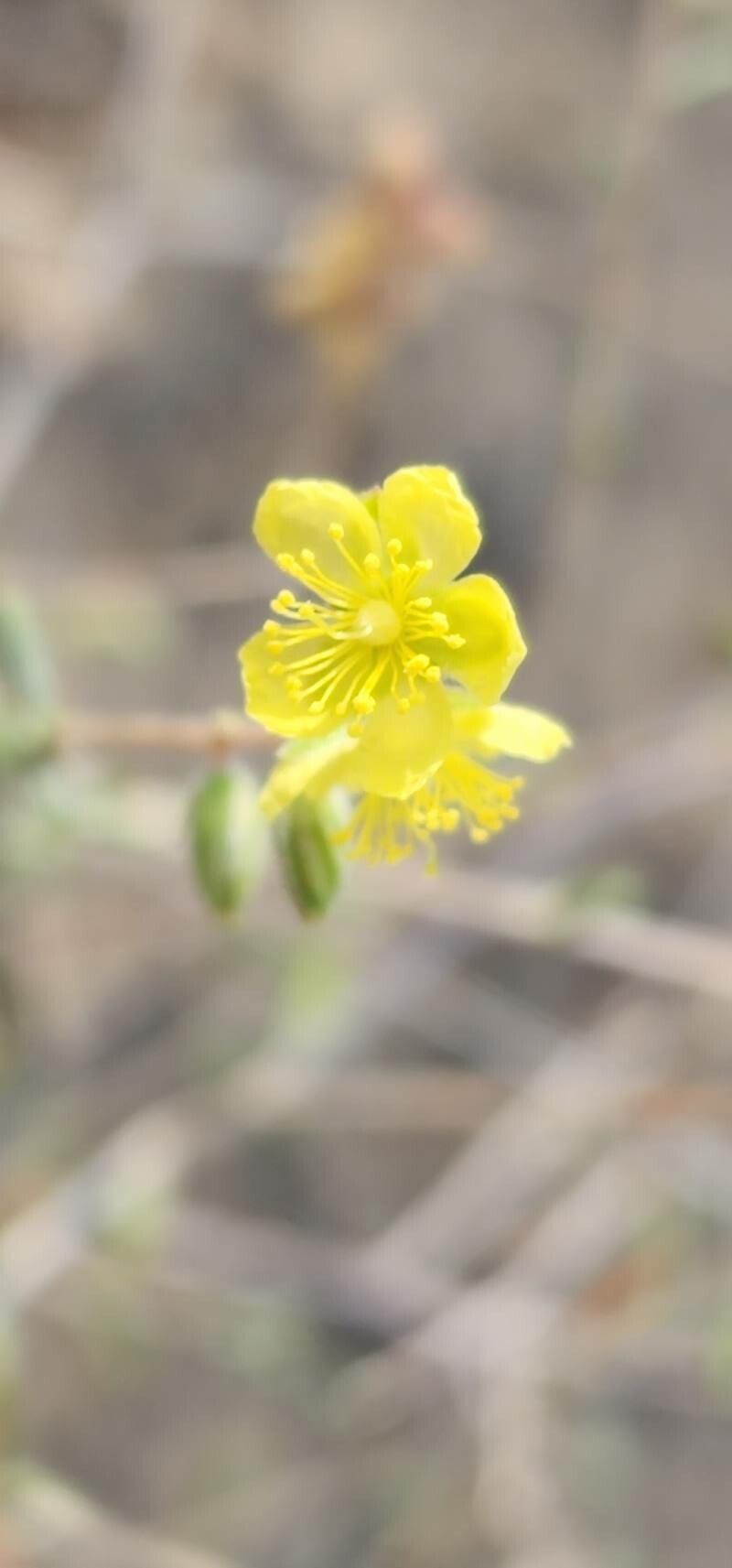 Helianthemum lippii flower