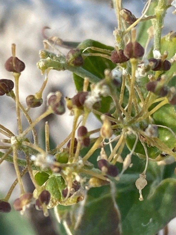 Lepidium latifolium fruit