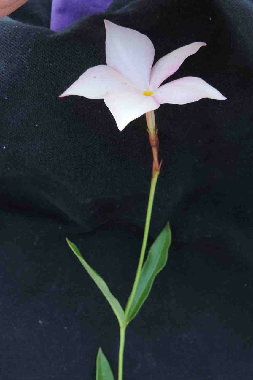 Mandevilla novocapitalis — houseplant care guide