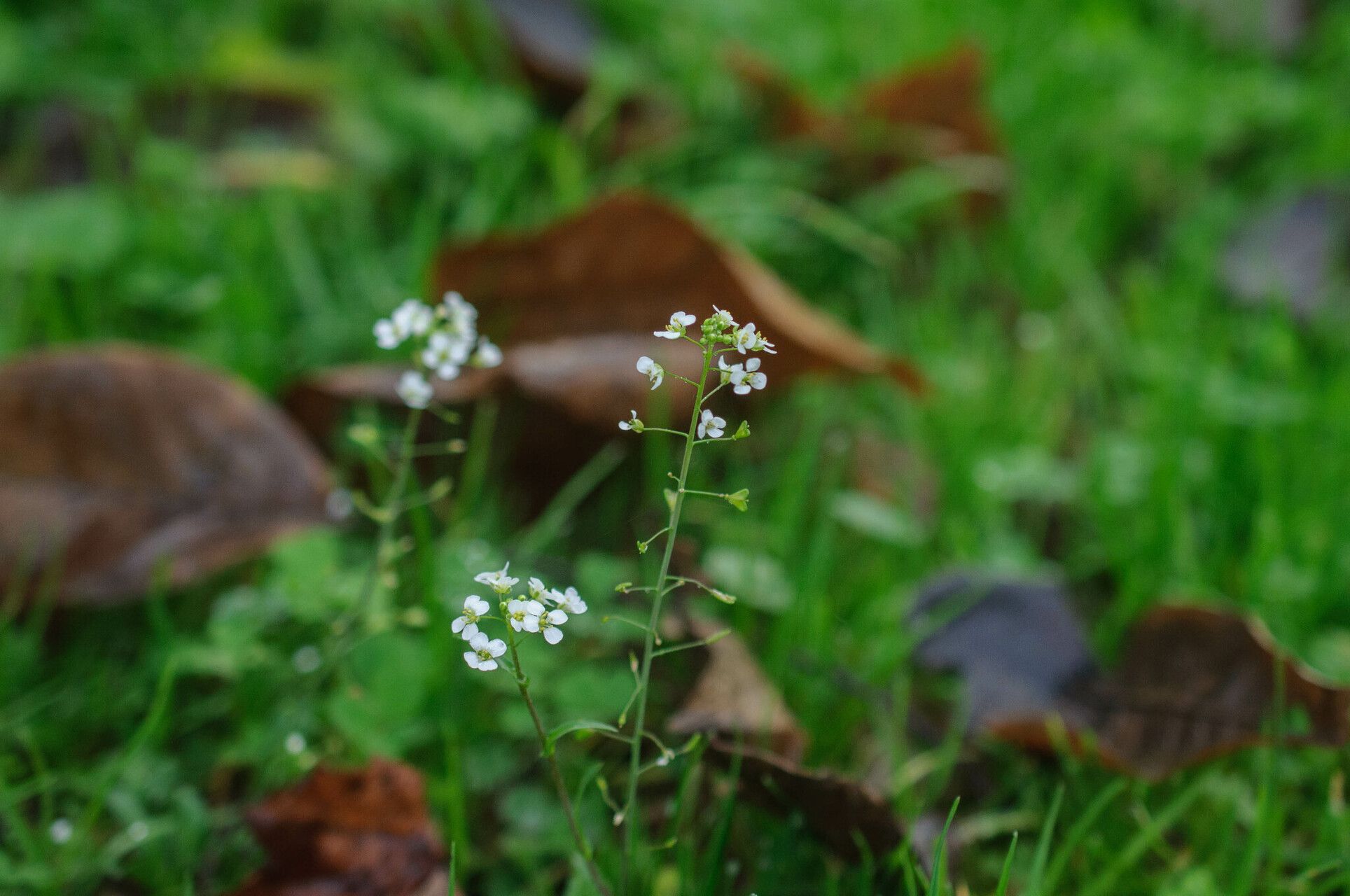 Capsella grandiflora flower