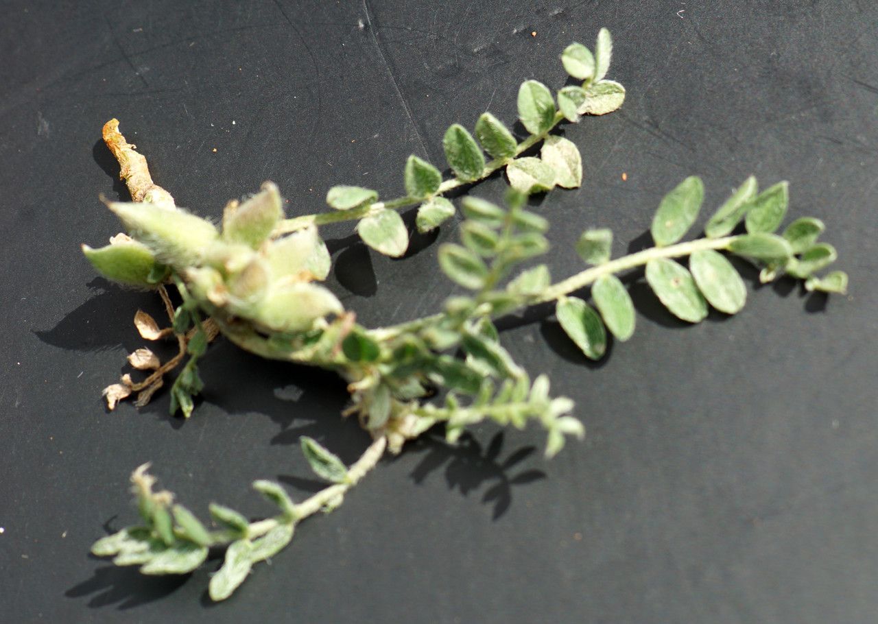 Astragalus sinaicus — houseplant care guide