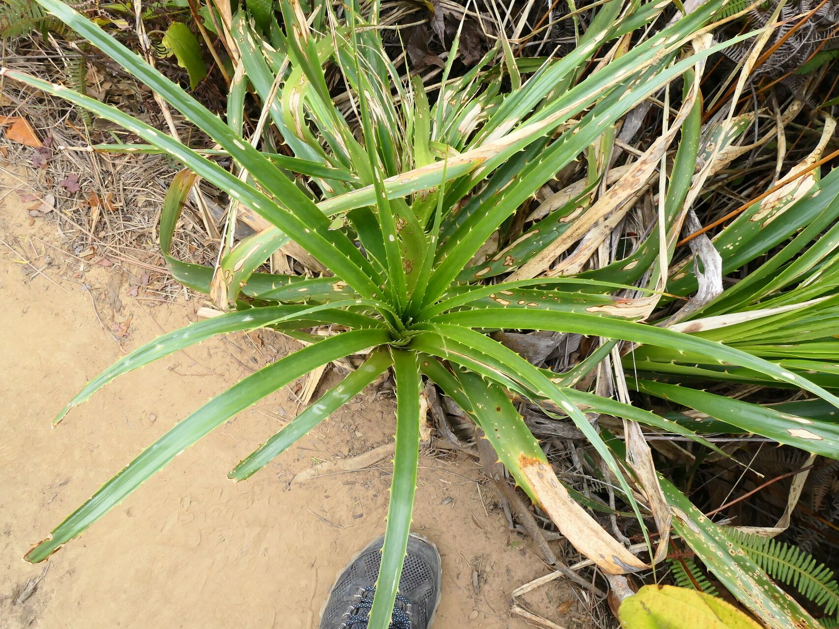 Puya floccosa — search result for 'Puya'