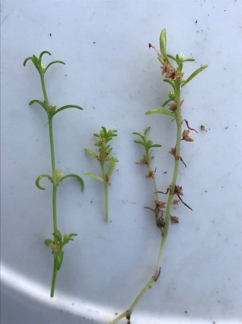 Crassula aquatica leaf