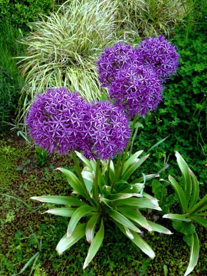 Allium giganteum habit