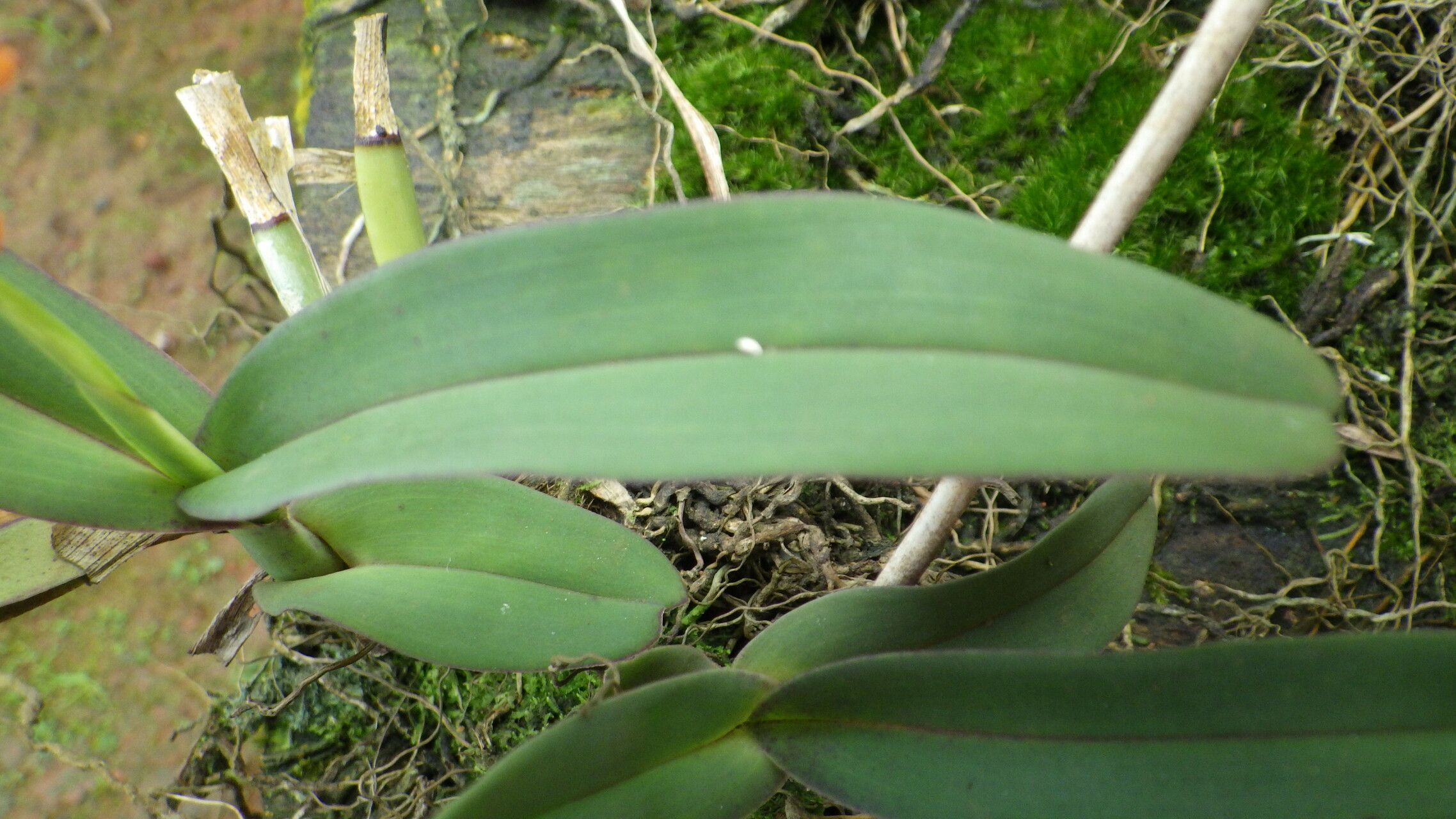 Polystachya paniculata — houseplant care guide