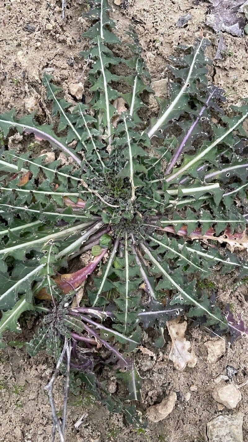 Sisymbrium crassifolium — related species from the same genus