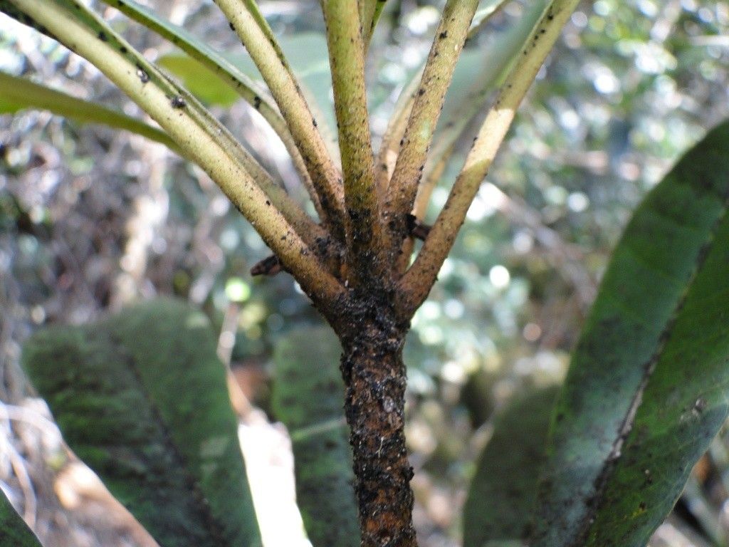 Pittosporum artense fruit