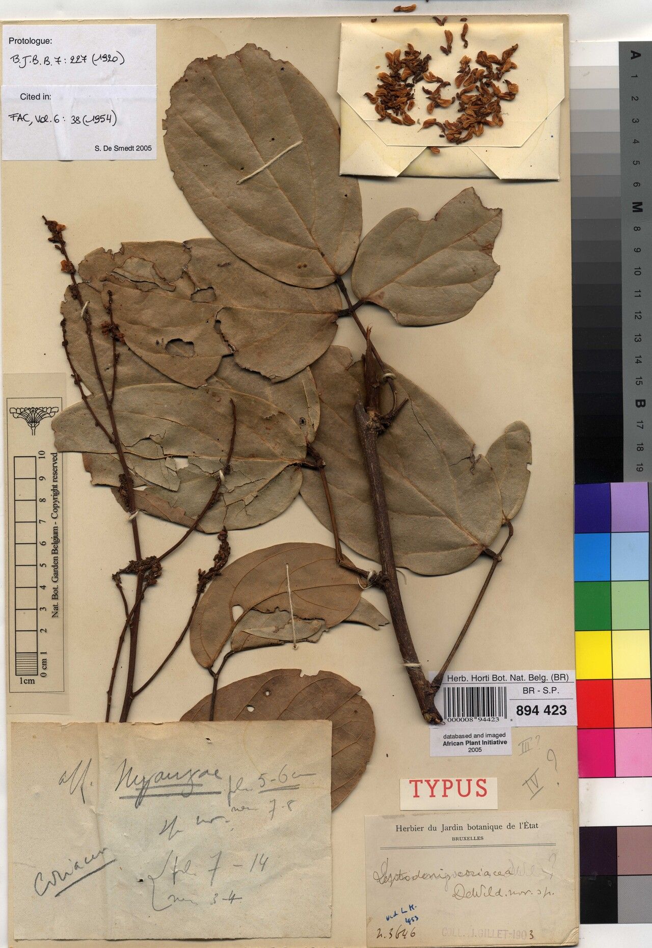 Leptoderris coriacea — related species from the same genus