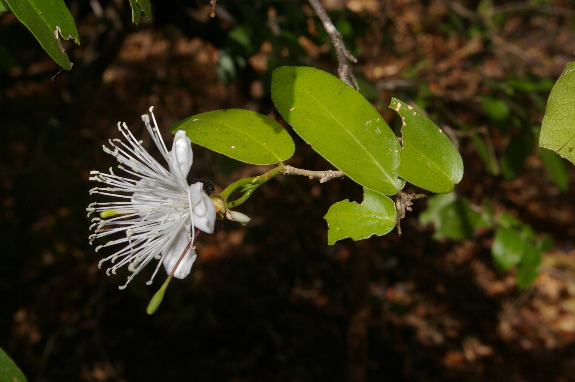 Morisonia verrucosa flower