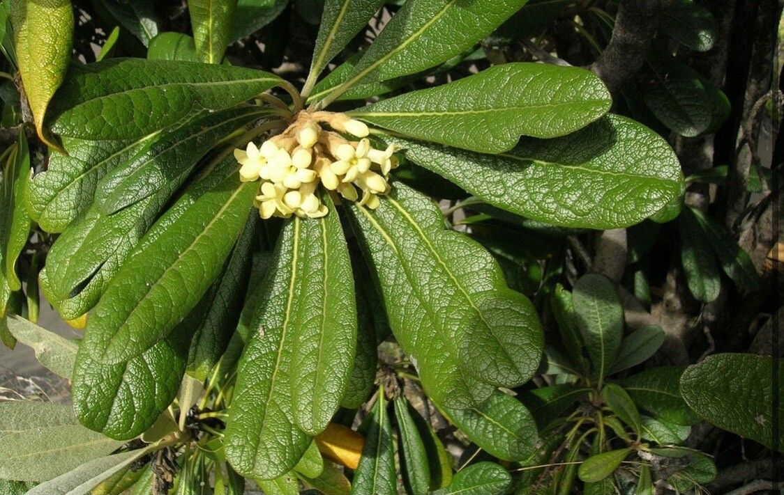 Pittosporum gatopense — search result for 'Pittosporum'