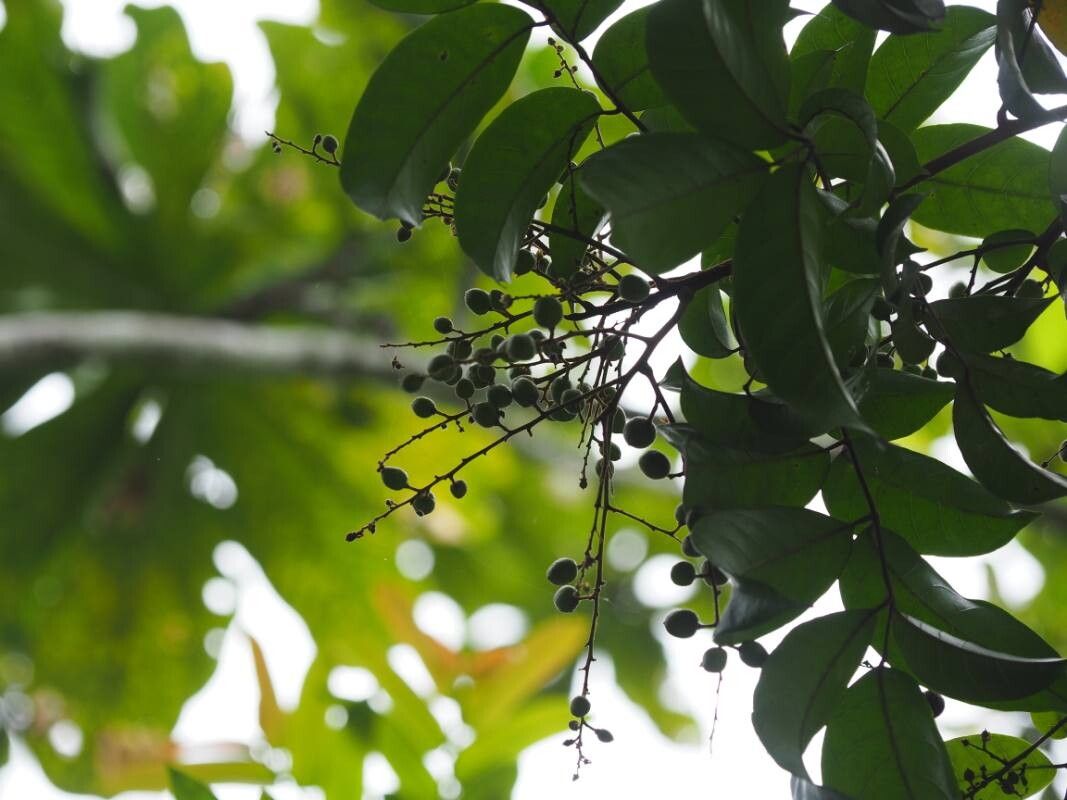 Pachylobus klaineanus fruit