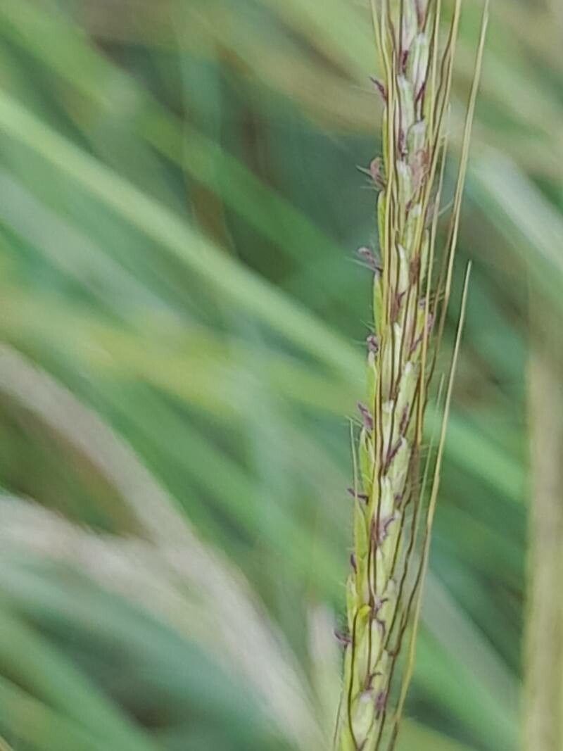 Dichanthium annulatum flower