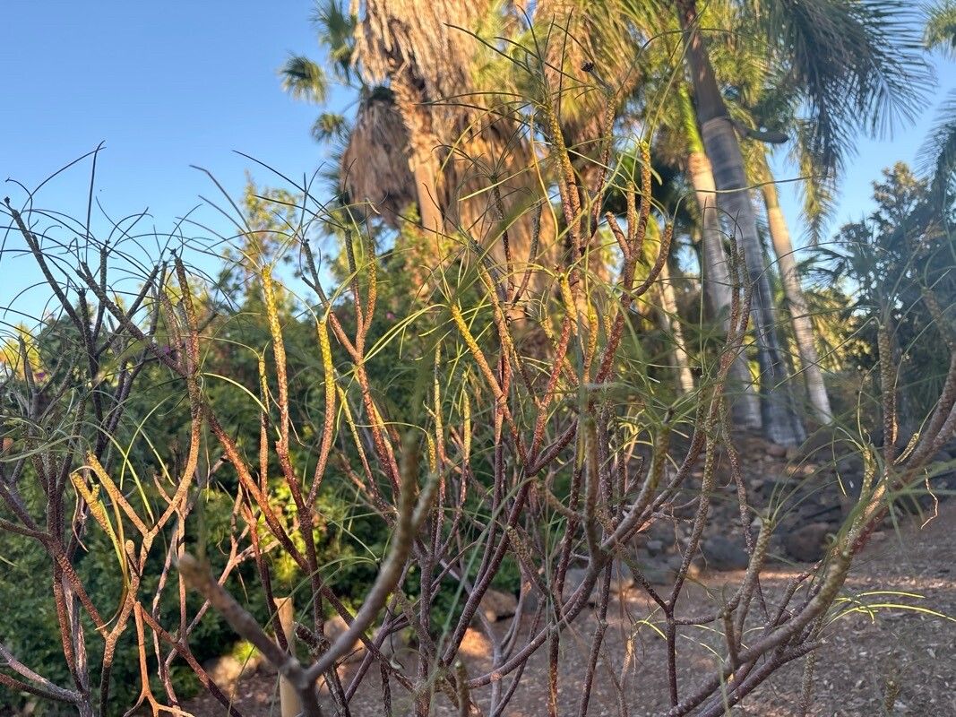 Plumeria filifolia leaf