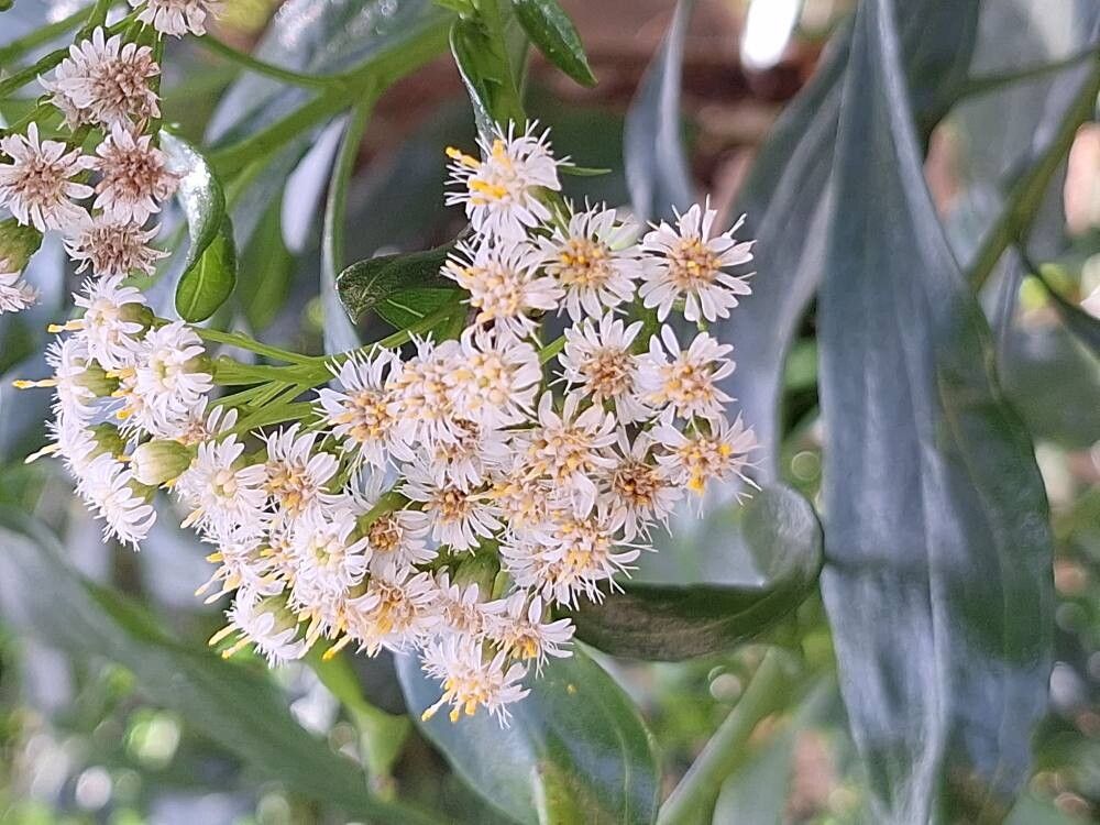 Psiadia penninervia — houseplant care guide