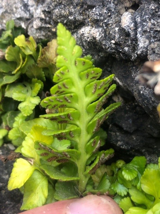 Asplenium marinum leaf