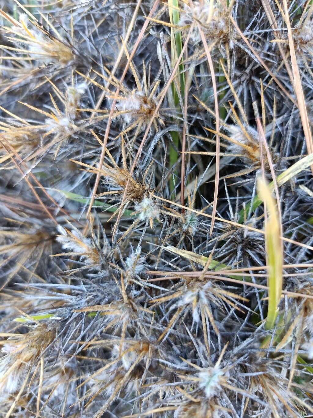 Astragalus nebrodensis — houseplant care guide