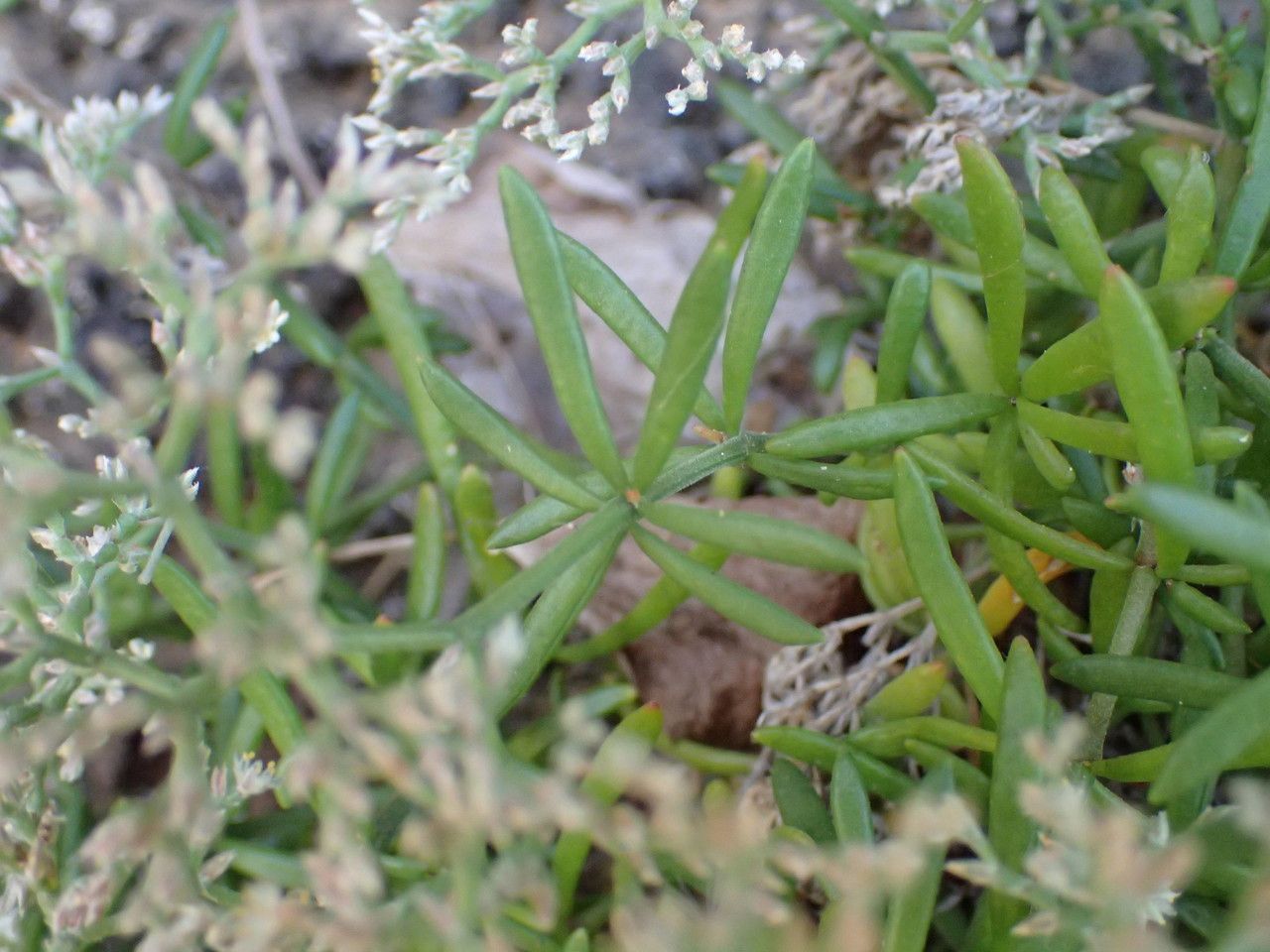 Polycarpaea smithii — houseplant care guide