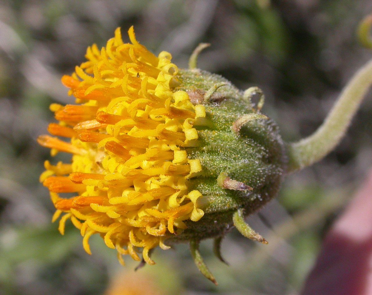 Encelia frutescens flower