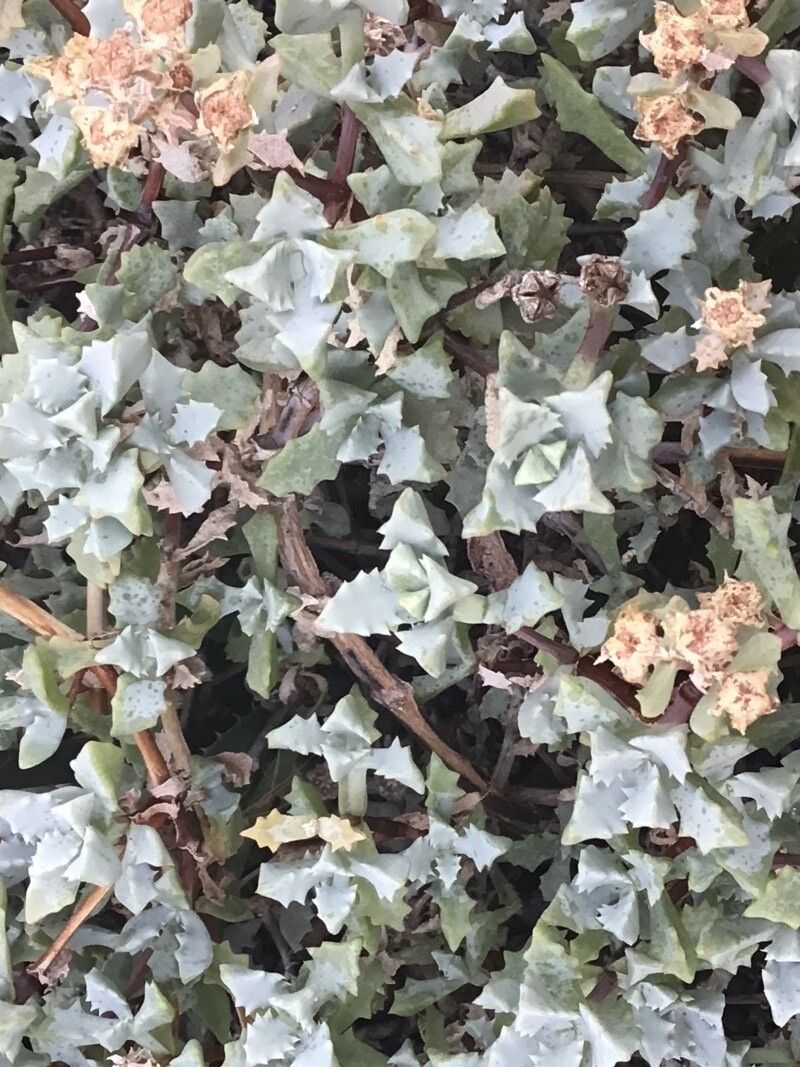 Oscularia major — related species from the same genus