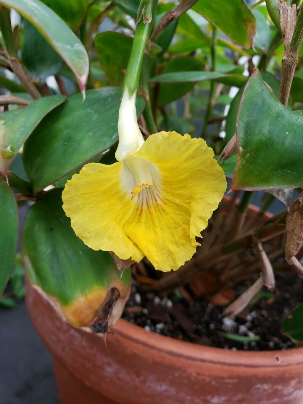 Monocostus uniflorus flower