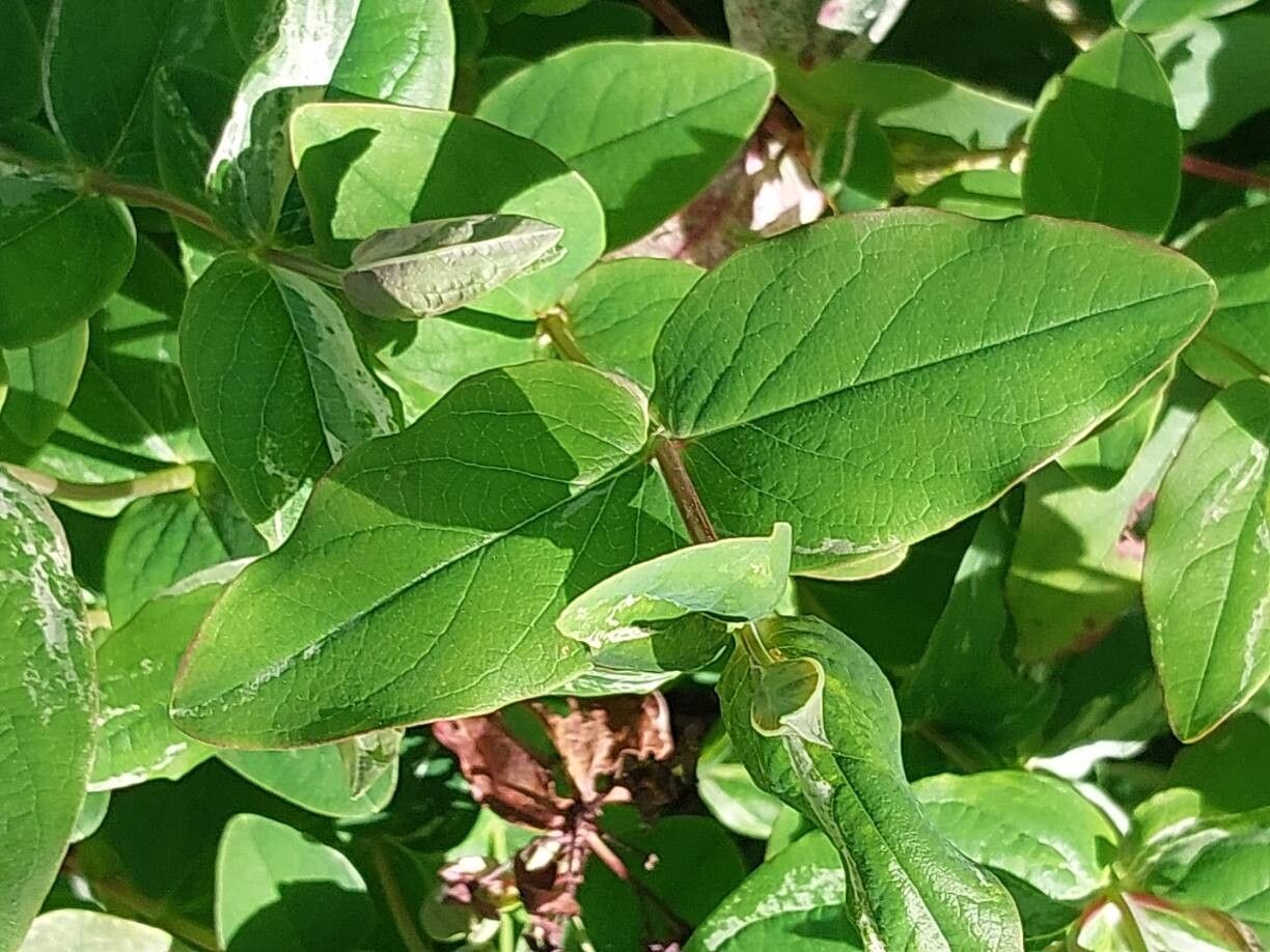 Hypericum × moserianum leaf